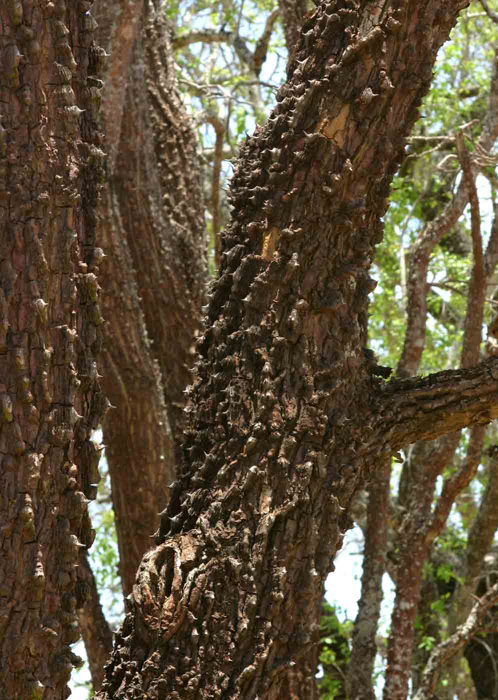 Erythrina livingstoniana