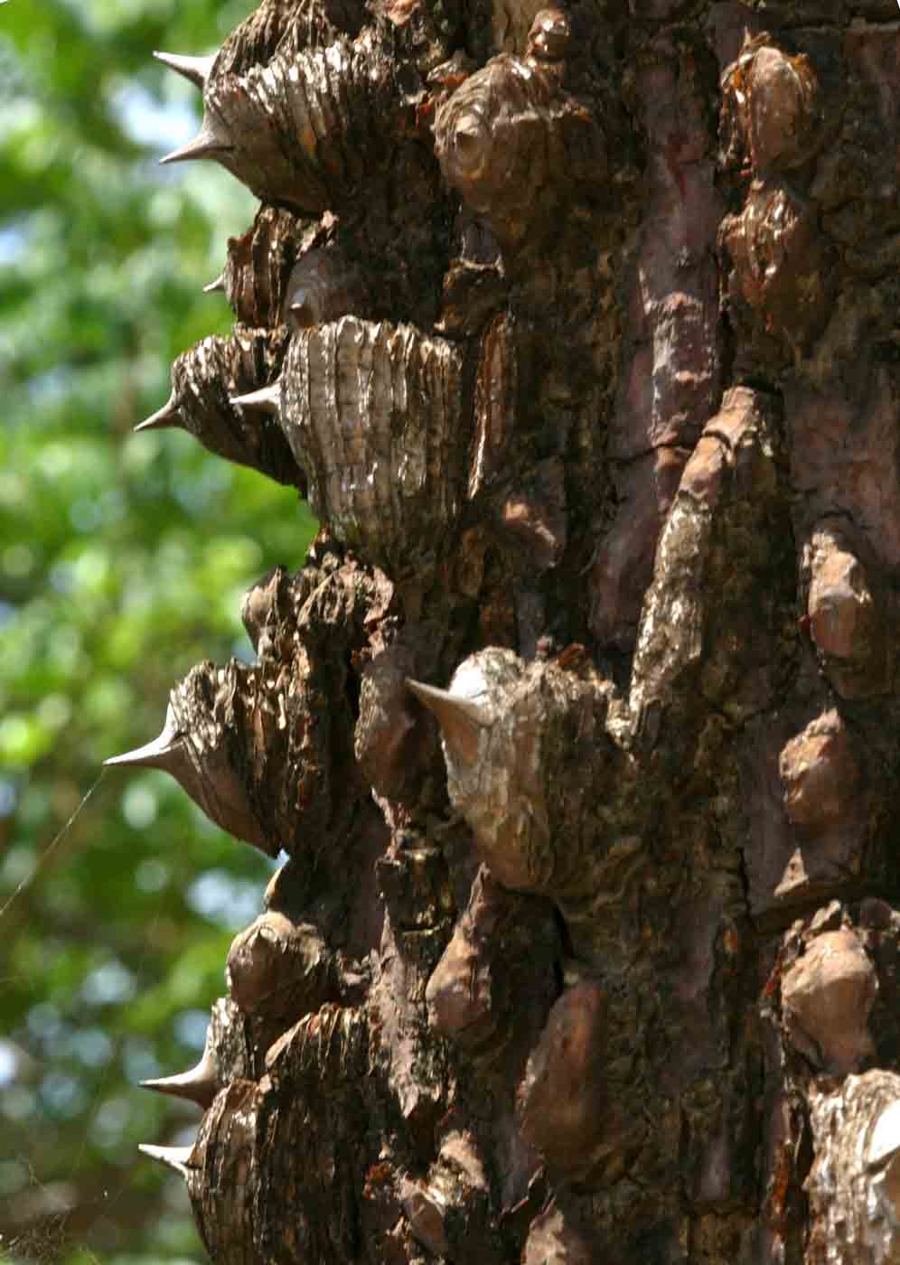 Erythrina livingstoniana