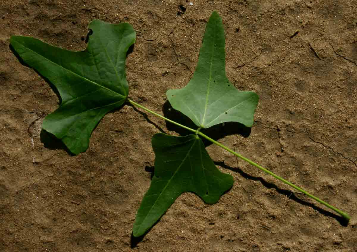 Erythrina livingstoniana