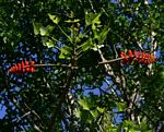 Erythrina livingstoniana
