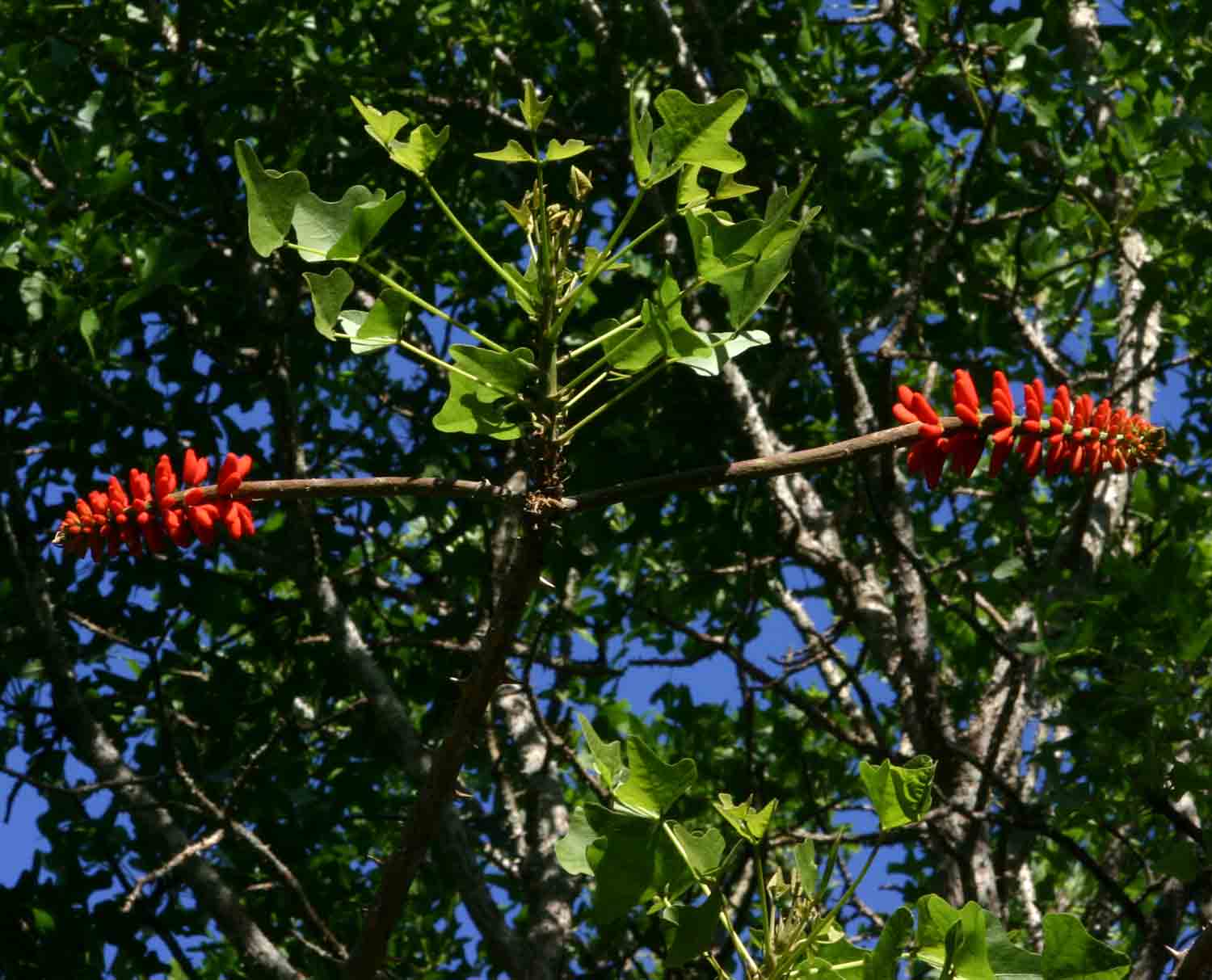 Erythrina livingstoniana