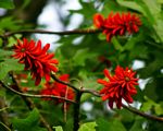 Erythrina livingstoniana