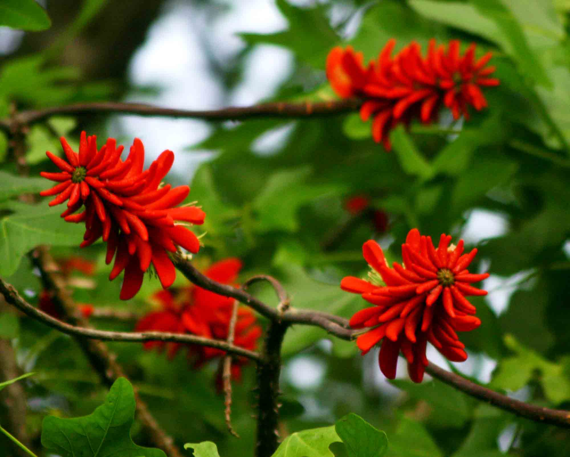 Erythrina livingstoniana