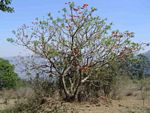 Erythrina lysistemon