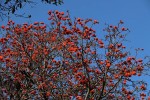 Erythrina lysistemon