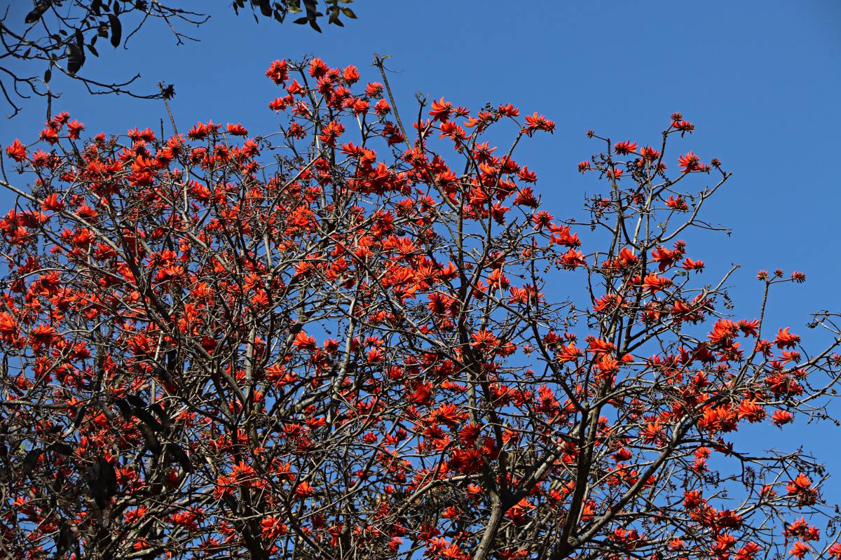 Erythrina lysistemon