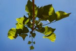 Erythrina lysistemon