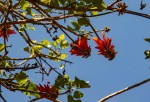 Erythrina lysistemon