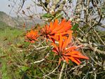 Erythrina lysistemon