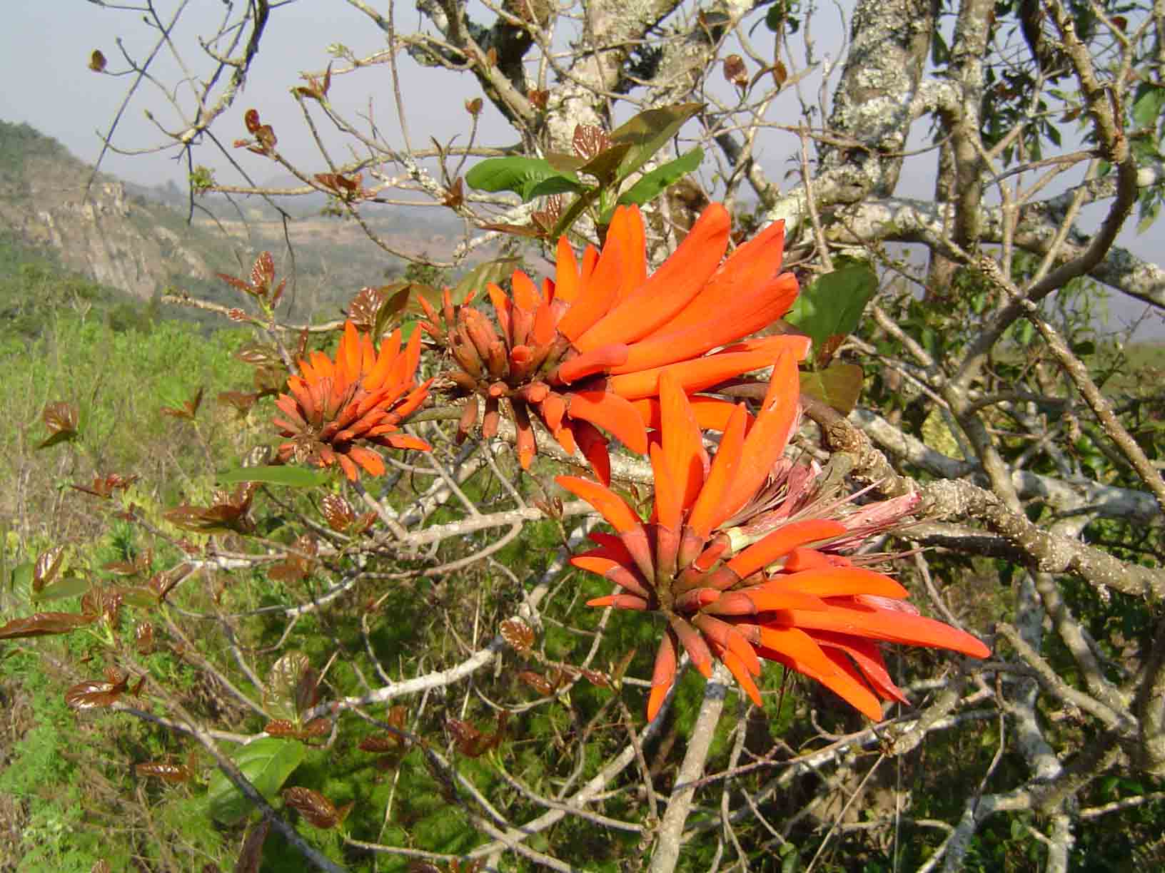 Erythrina lysistemon