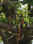 Erythrina lysistemon