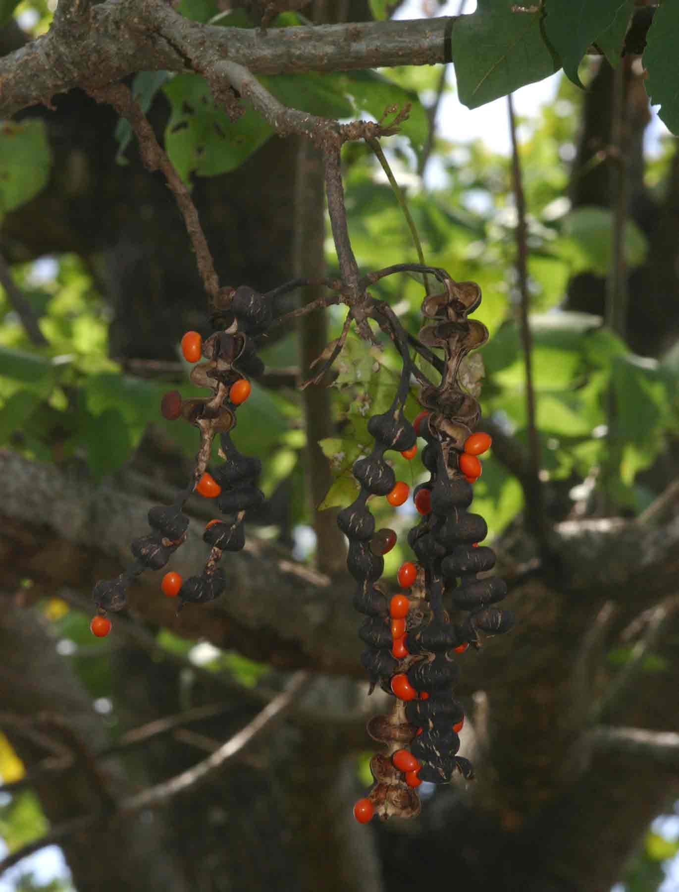 Erythrina lysistemon