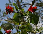 Erythrina lysistemon