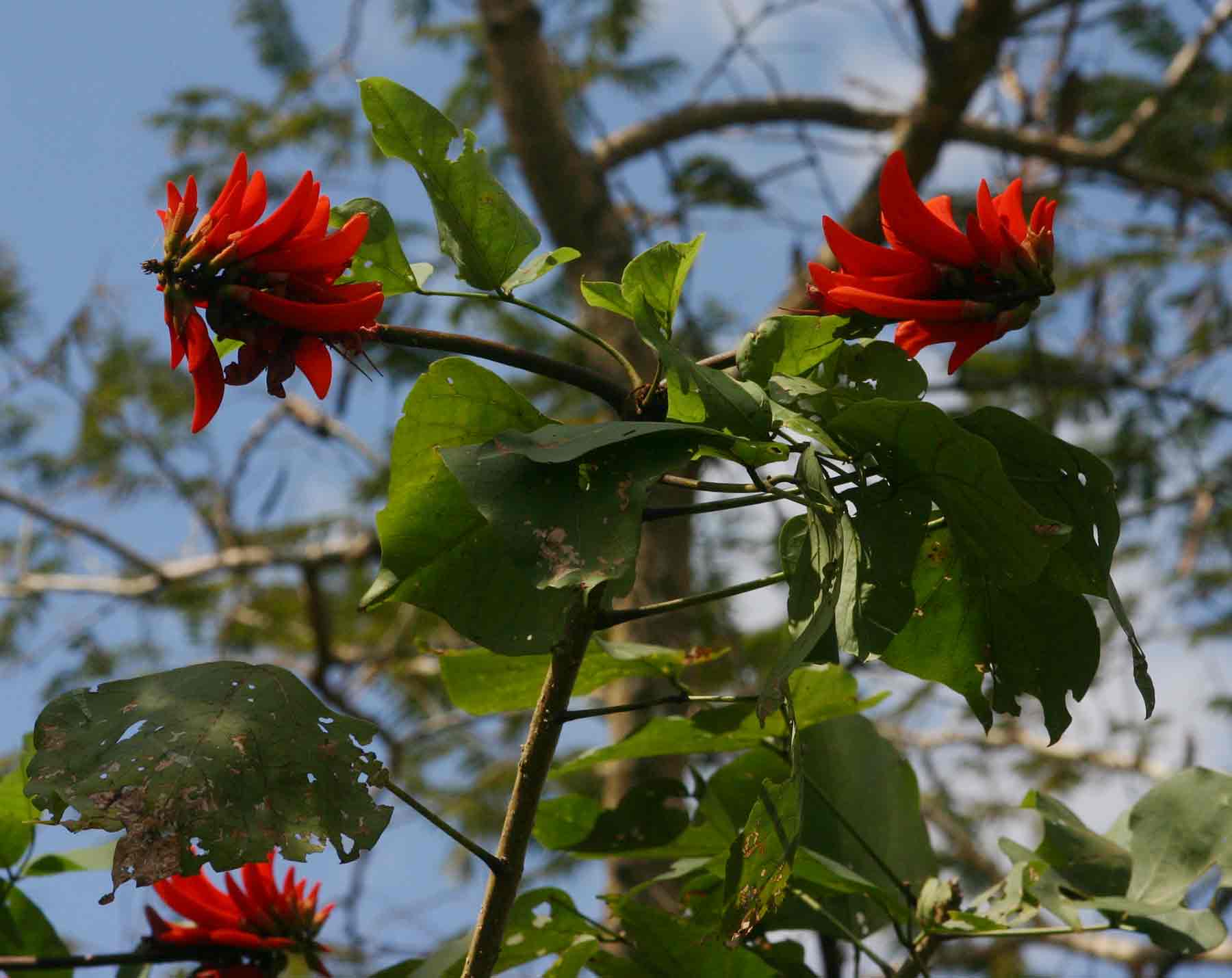 Erythrina lysistemon
