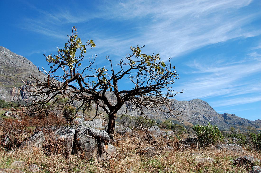 Erythrina lysistemon