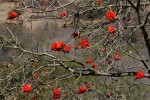 Erythrina lysistemon