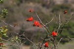 Erythrina lysistemon