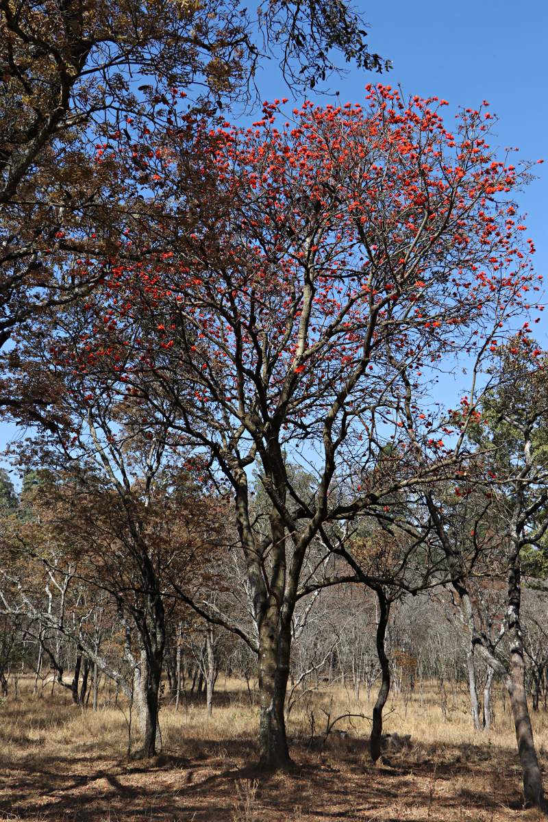 Erythrina lysistemon