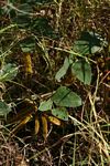 Mucuna coriacea subsp. irritans