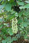 Mucuna poggei var. pesa