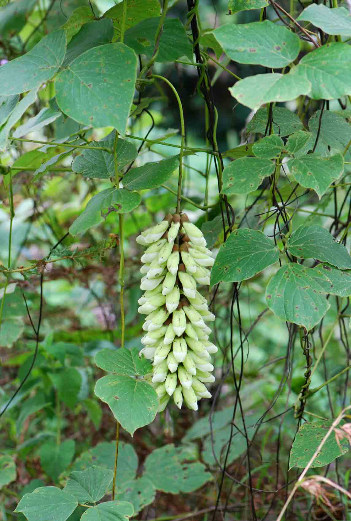 Mucuna poggei var. pesa