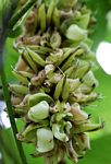 Mucuna poggei var. pesa