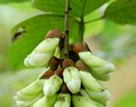 Mucuna poggei var. pesa