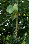 Mucuna pruriens var. pruriens