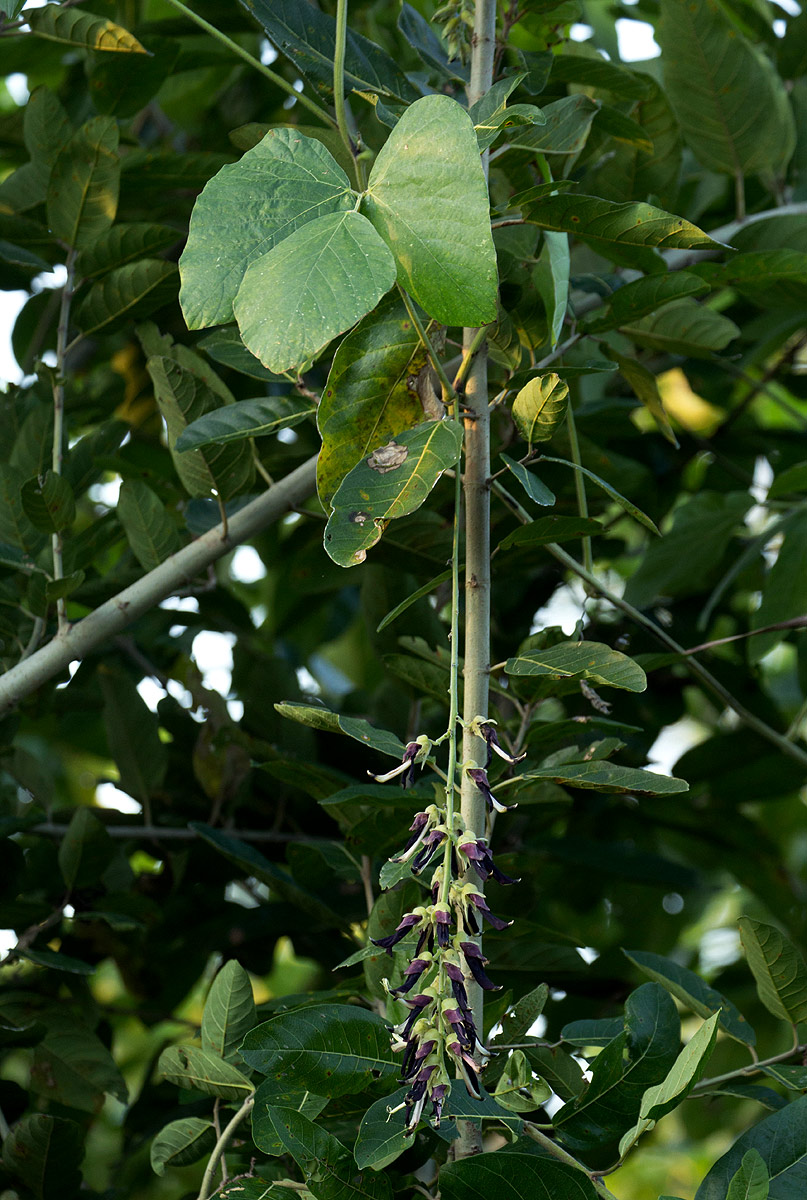 Mucuna pruriens var. pruriens