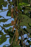 Mucuna pruriens var. pruriens