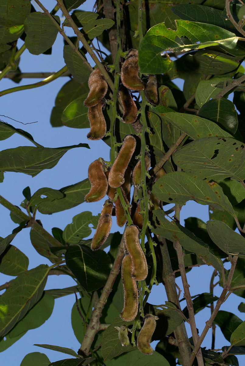Mucuna pruriens var. pruriens