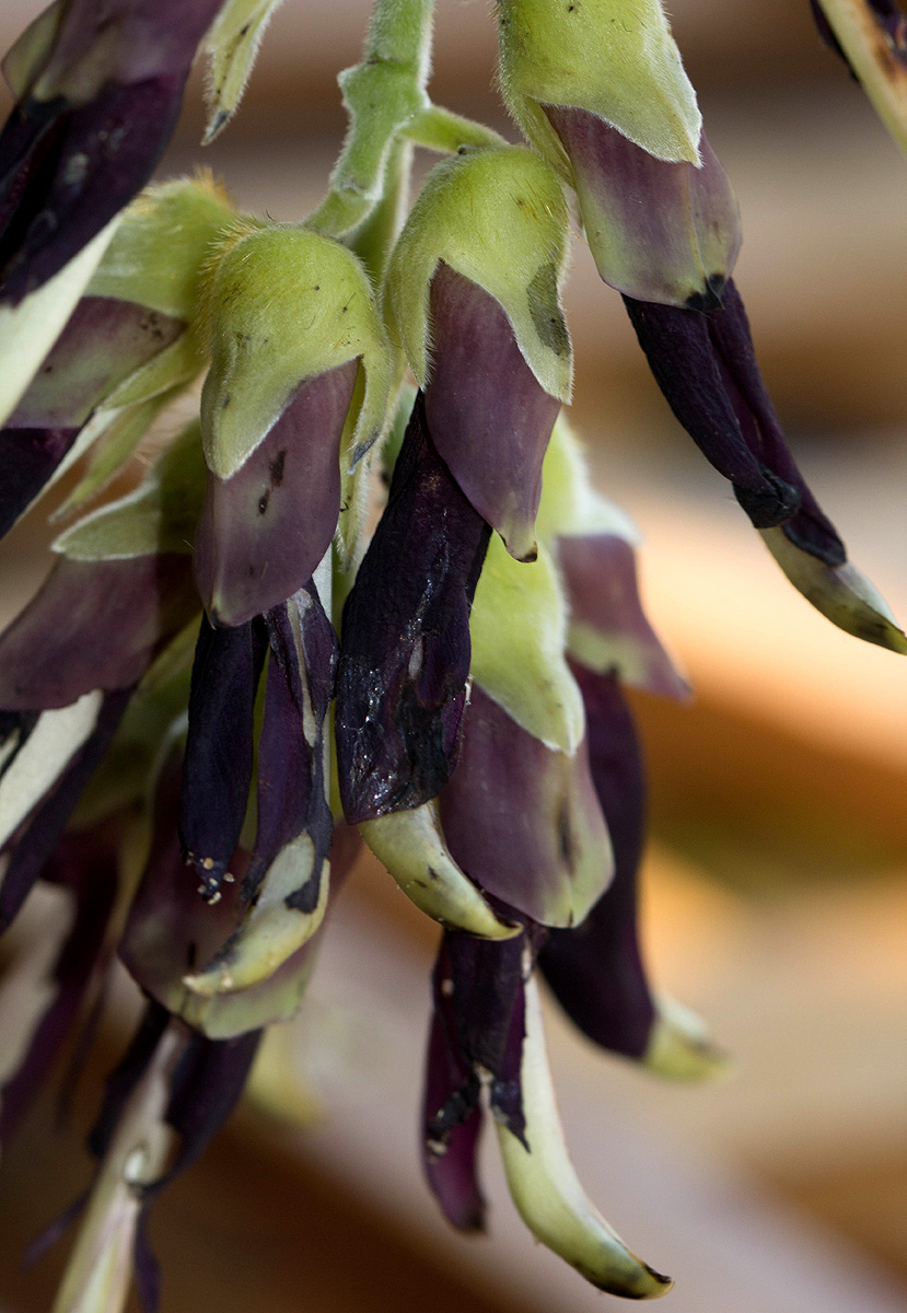 Mucuna pruriens var. pruriens