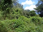 Mucuna pruriens var. pruriens