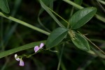 Galactia striata var. villosa