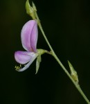 Galactia striata var. villosa