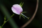 Galactia striata var. villosa