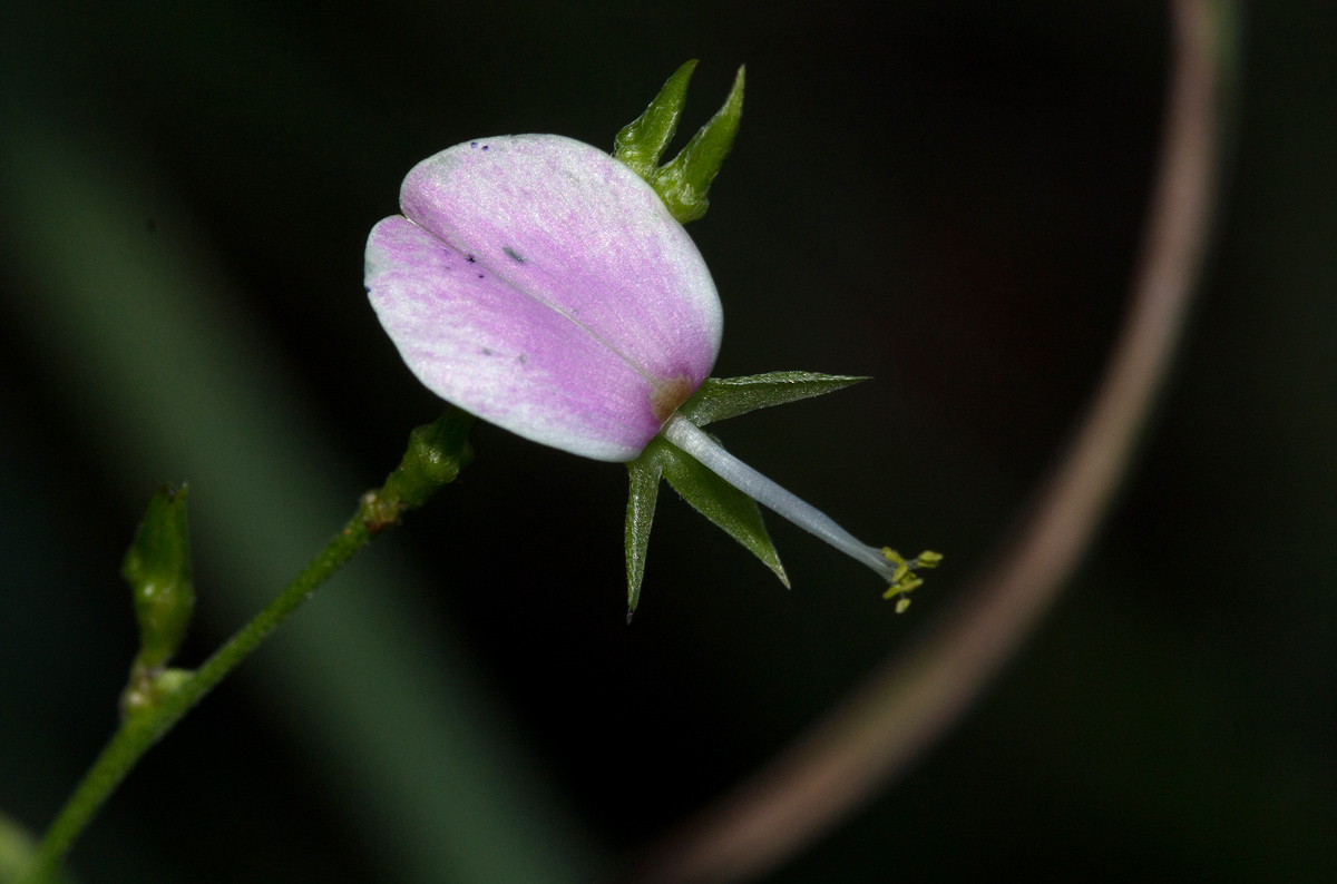 Galactia striata var. villosa