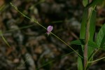 Galactia striata var. villosa