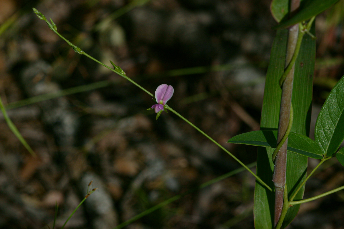 Galactia striata var. villosa
