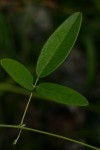Galactia striata var. villosa
