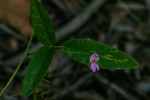 Galactia striata var. villosa