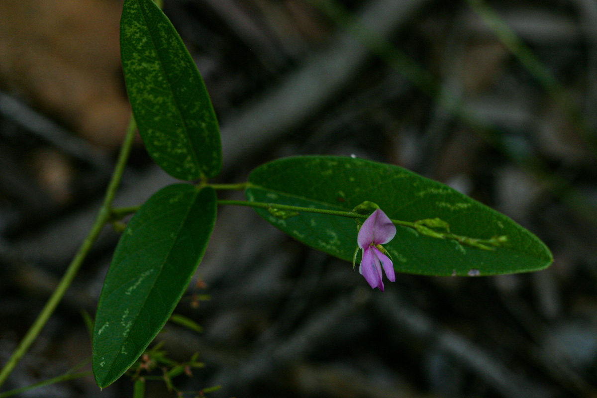 Galactia striata var. villosa