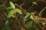 Galactia striata var. villosa