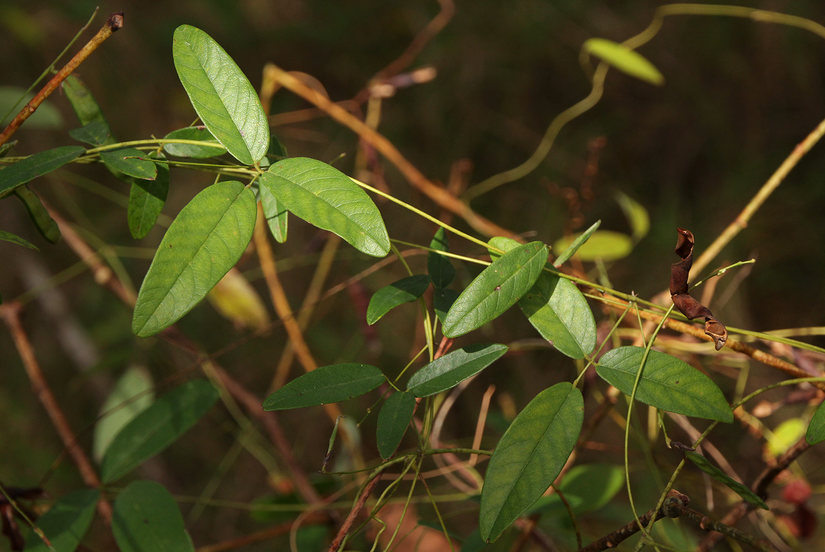 Galactia striata var. villosa