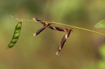Galactia striata var. villosa