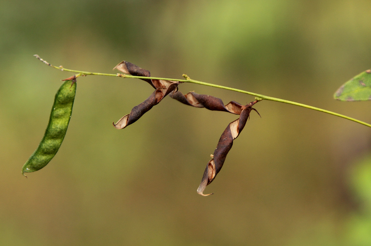 Galactia striata var. villosa