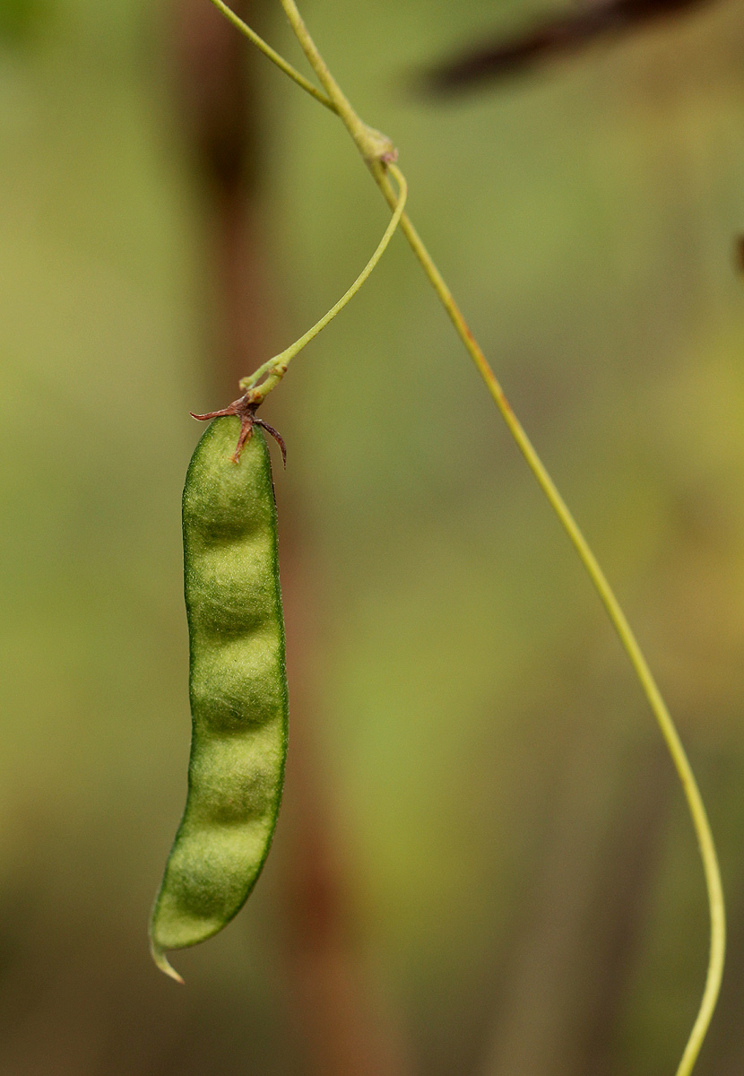 Galactia striata var. villosa