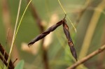 Galactia striata var. villosa