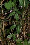 Galactia striata var. villosa