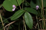 Galactia striata var. villosa